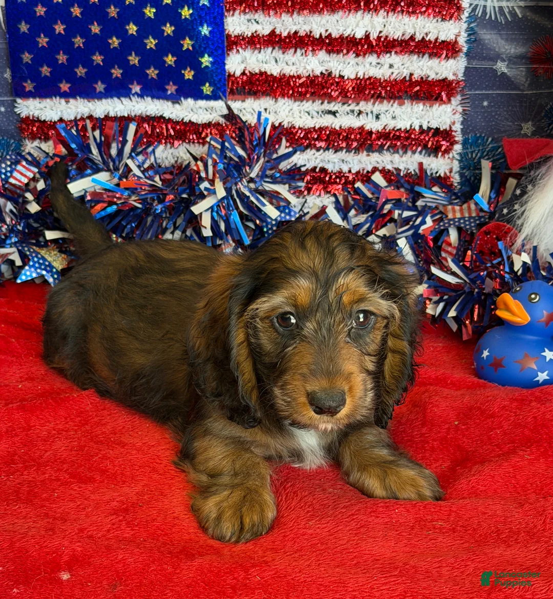 Dachshund dogs for sale: Silky - Ad 2