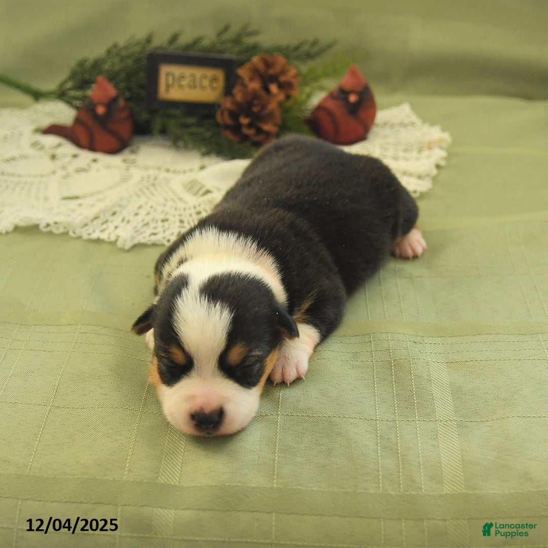 Welsh Corgi Pembroke dogs for sale: Pupcake - Ad 4