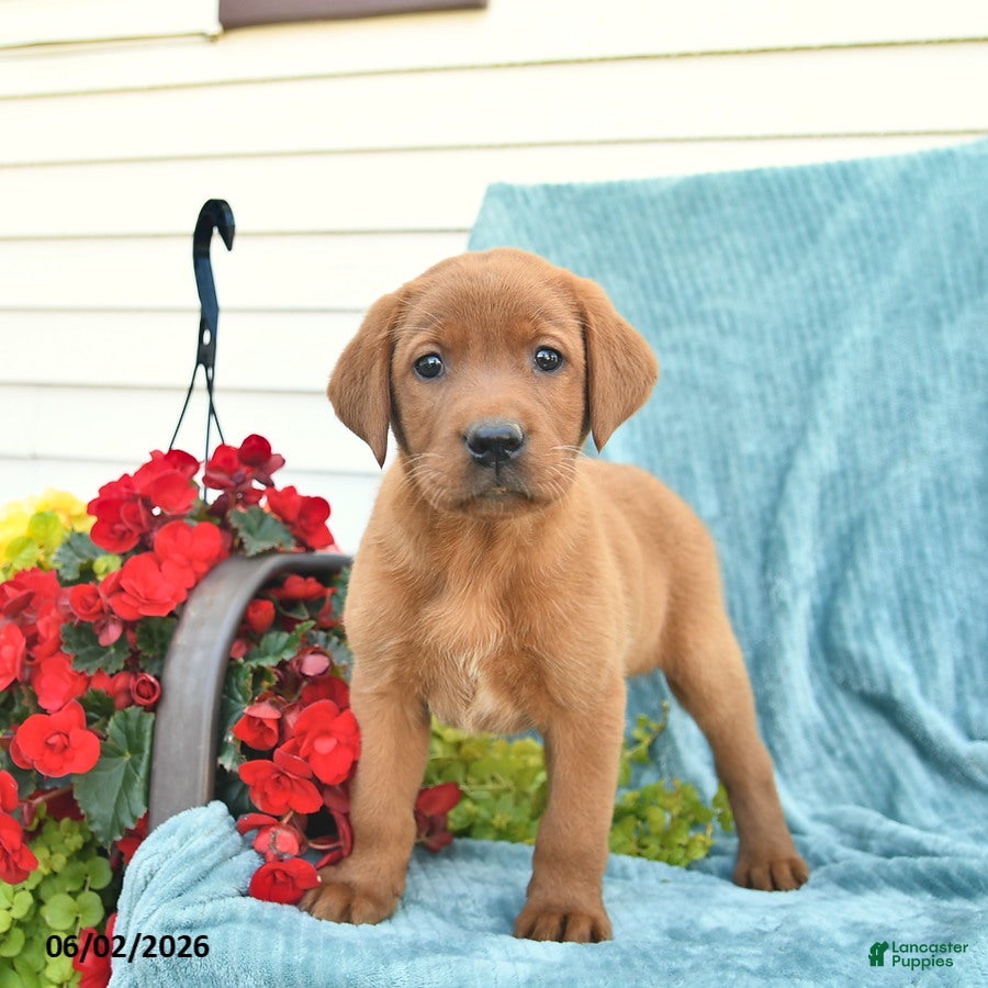 Labrador Retriever dogs Mango  - Ad 1