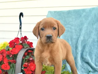 Labrador Retriever dogs for sale: Mango - Ad 2