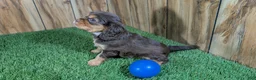 Cavalier King Charles Spaniel dogs for sale: Donuts Boy 2 - Ad 4