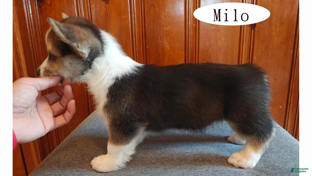 Welsh Corgi Pembroke dogs for sale: Milo - Ad 6