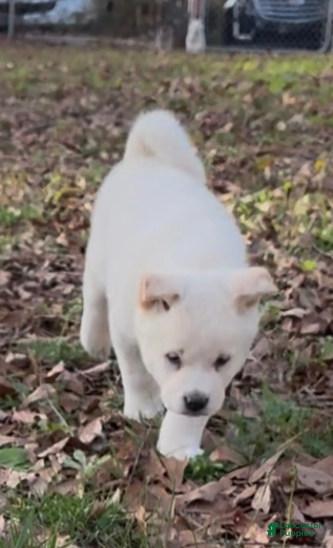 Akita dogs for sale: White Male - Ad 2