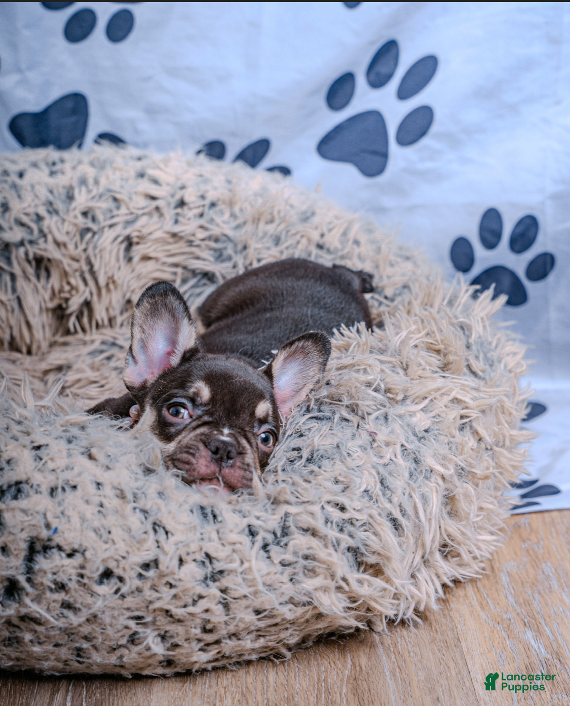 French Bulldog dogs French Bulldog 6 - Ad 25