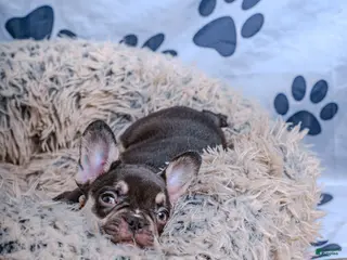 French Bulldog dogs French Bulldog 6 - Ad 25