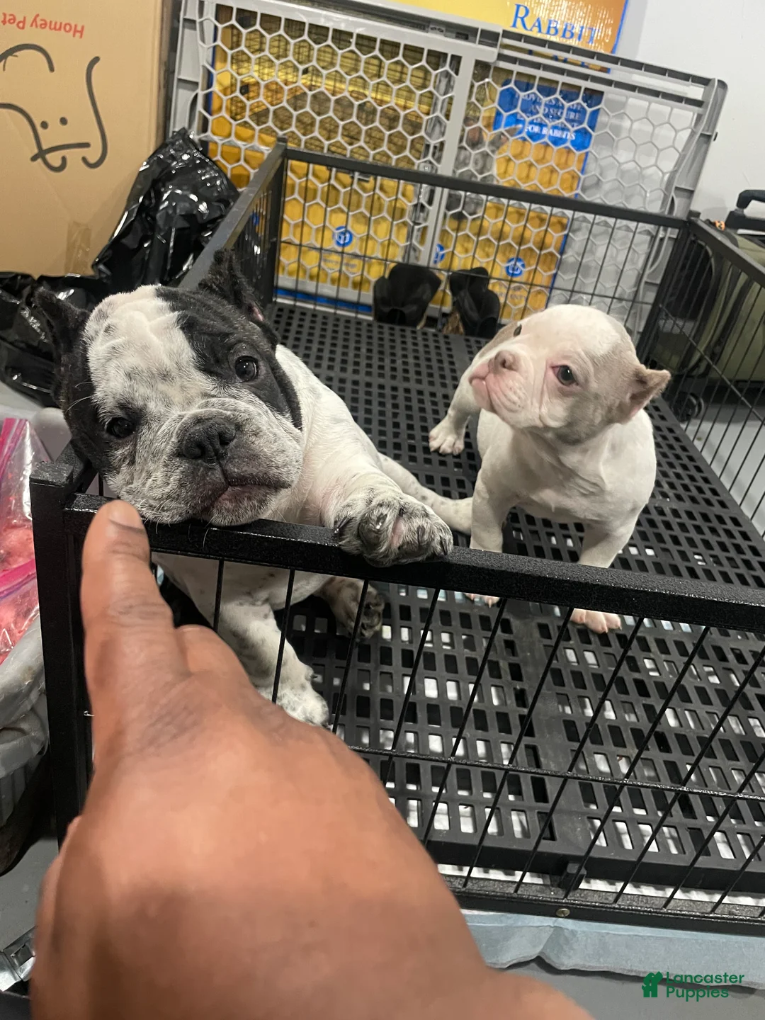 American Bully dogs for sale: Angel  - Ad 2