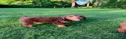 Mixed Breed dogs for sale: Cooper Male - Ad 3
