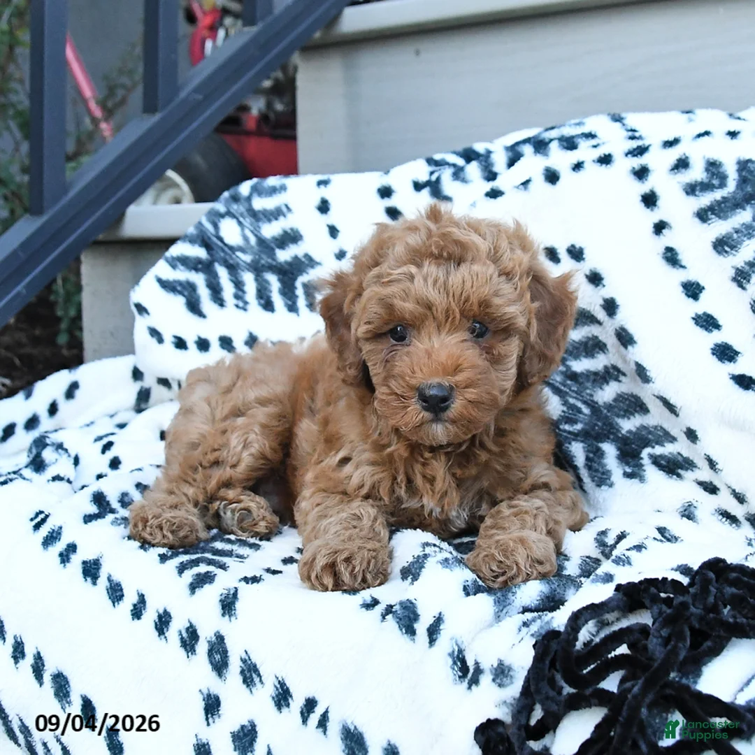 Toy Poodle dogs for sale: Freddie  - Ad 1