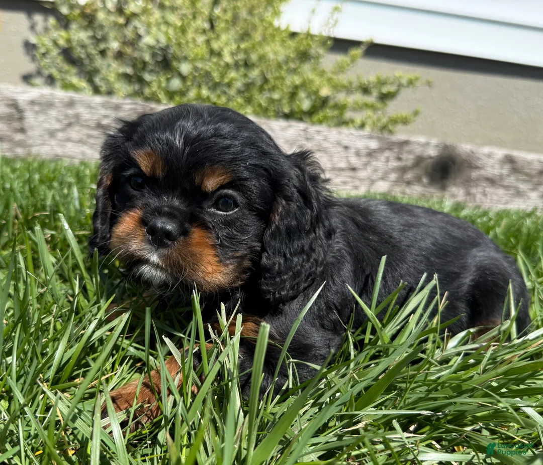 Cavalier King Charles Spaniel dogs for sale: Tanker - Ad 4