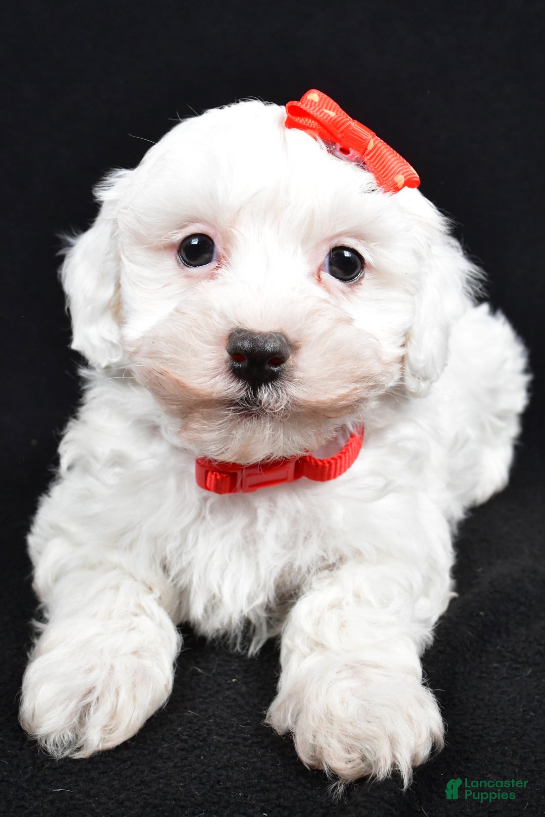 Maltipoo dogs for sale: Jasper - Ad 7