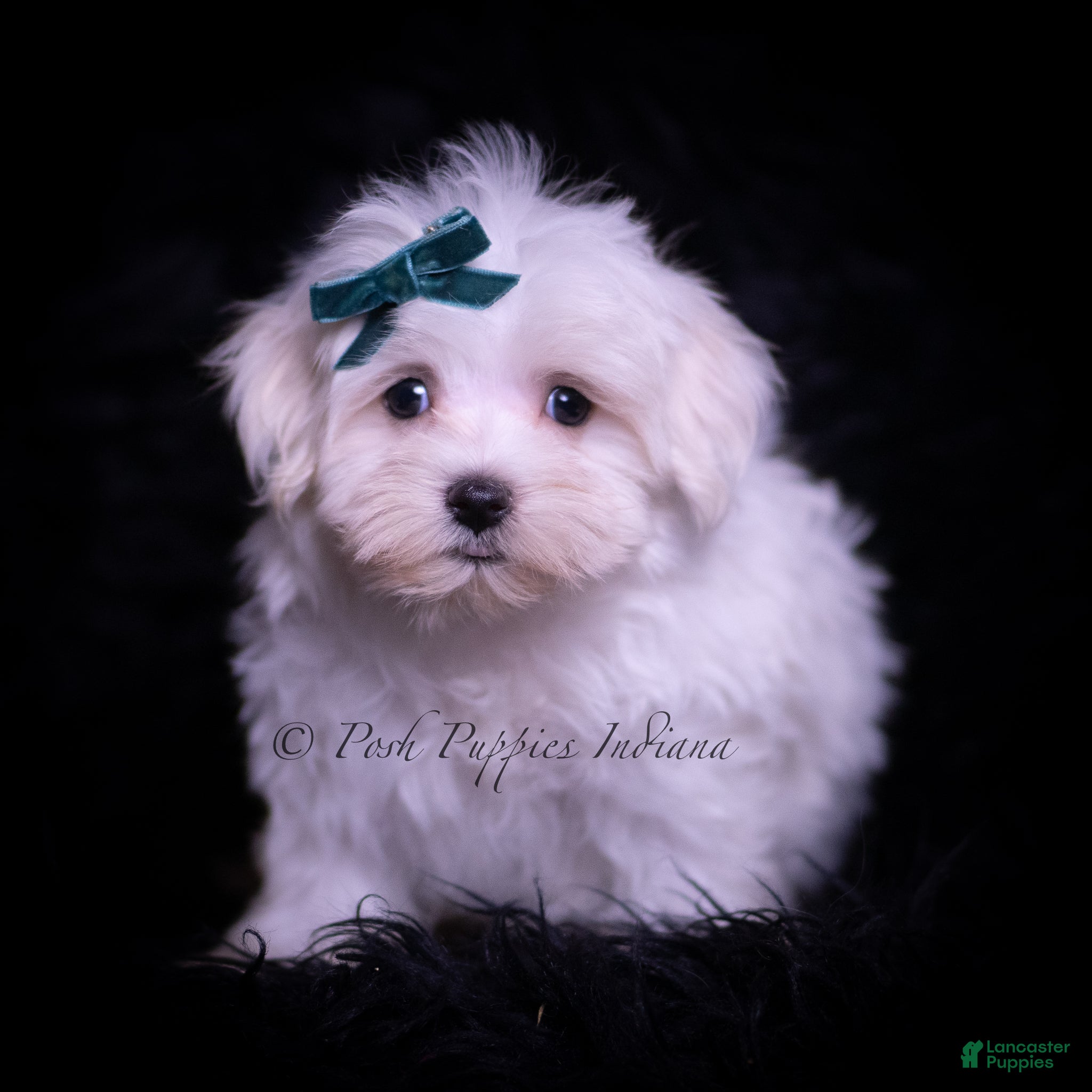 Maltese dogs Ming Ming - Ad 1
