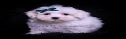Maltese dogs for sale: Ming Ming - Ad 1