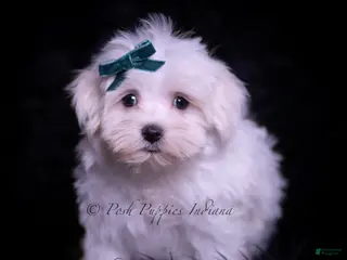 Maltese dogs Seeka - Ad 18