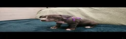 American Pit Bull Terrier dogs for sale: American Pit Bull Terrier Bean - Ad 6