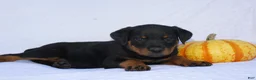 Rottweiler dogs for sale: Hunter - Ad 4