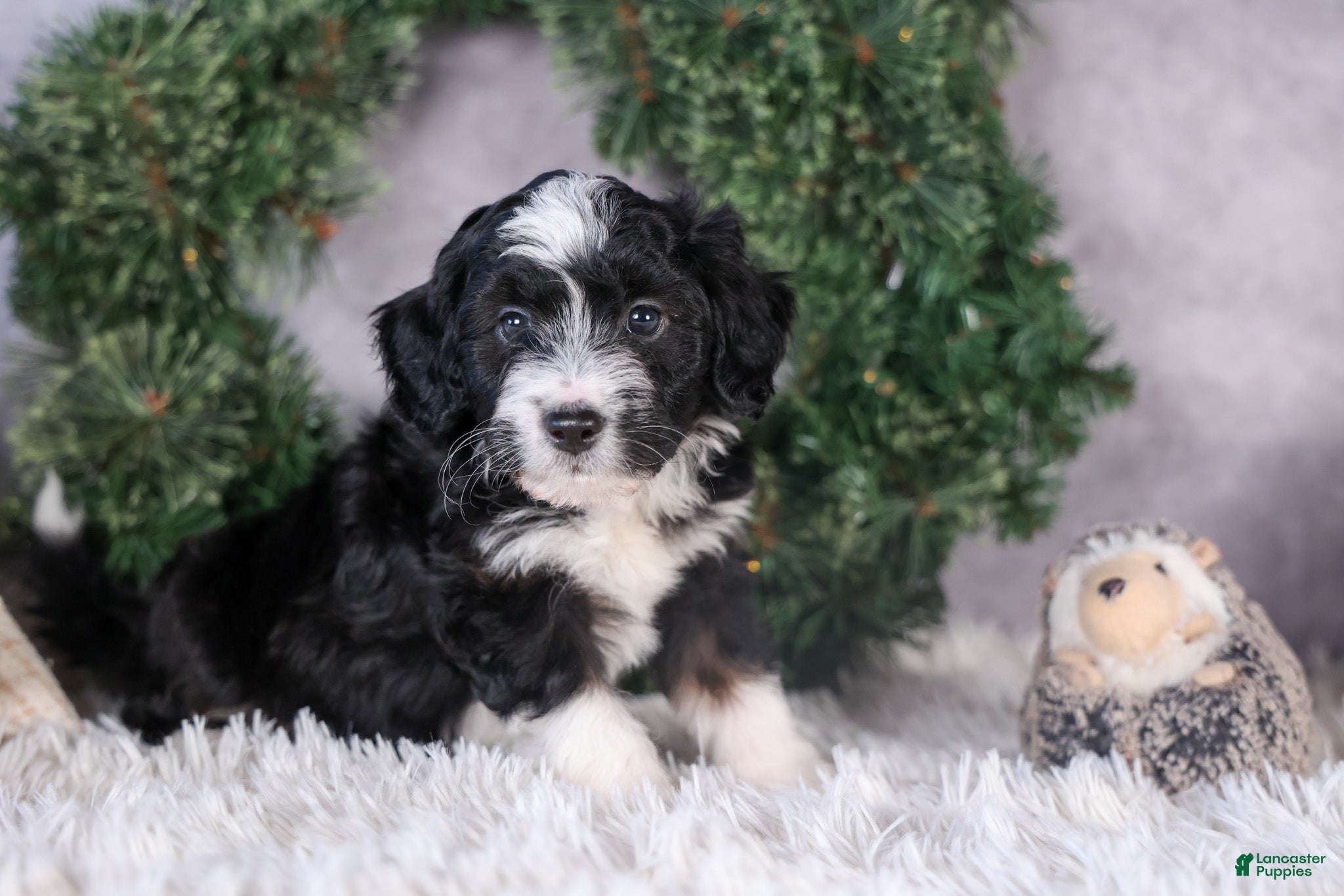 Mini Aussiedoodle dogs Payday - Ad 15