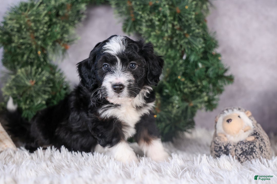 Mini Aussiedoodle dogs for sale: Payday - Ad 1