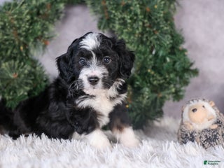 Mini Aussiedoodle dogs Payday - Ad 15