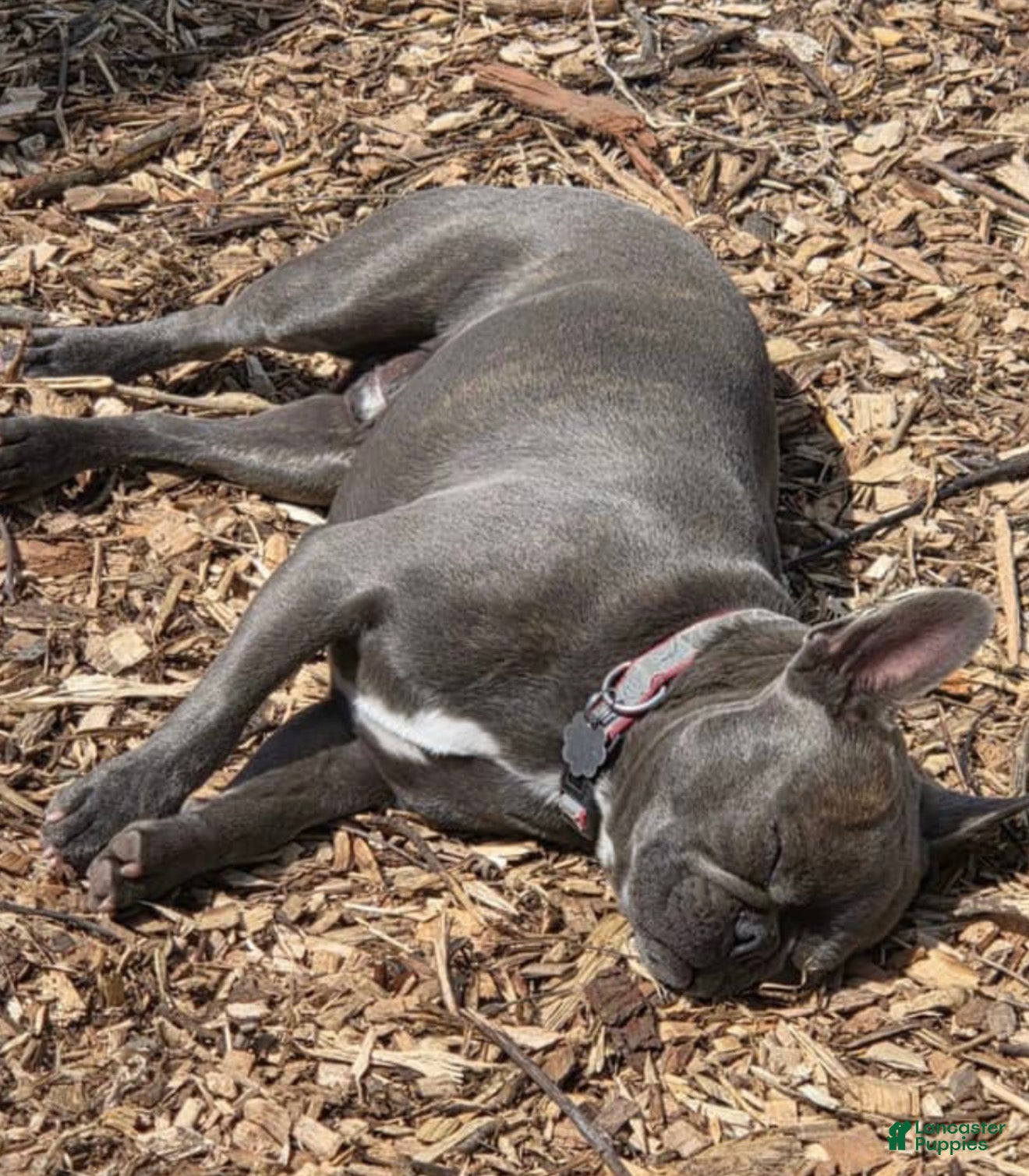 Frenchton dogs Frenchton 1 - Ad 29