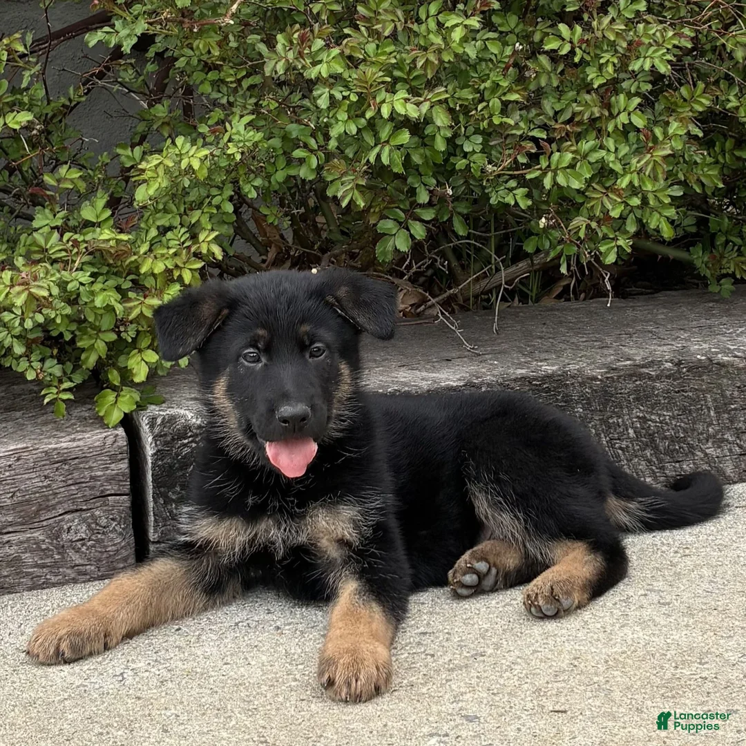 German Shepherd dogs for sale: Rusty  - Ad 2