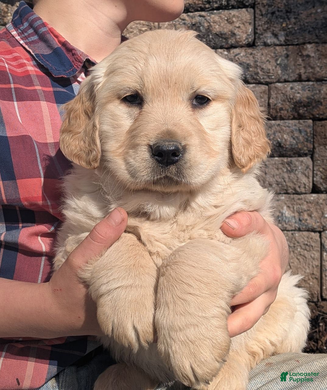 Golden Retriever dogs Harmony - Ad 1