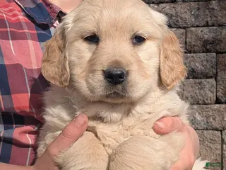 Golden Retriever dogs for sale: Harmony - Ad 4