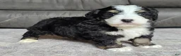 Mini Bernedoodle dogs for sale: Mini Poppy - Ad 6