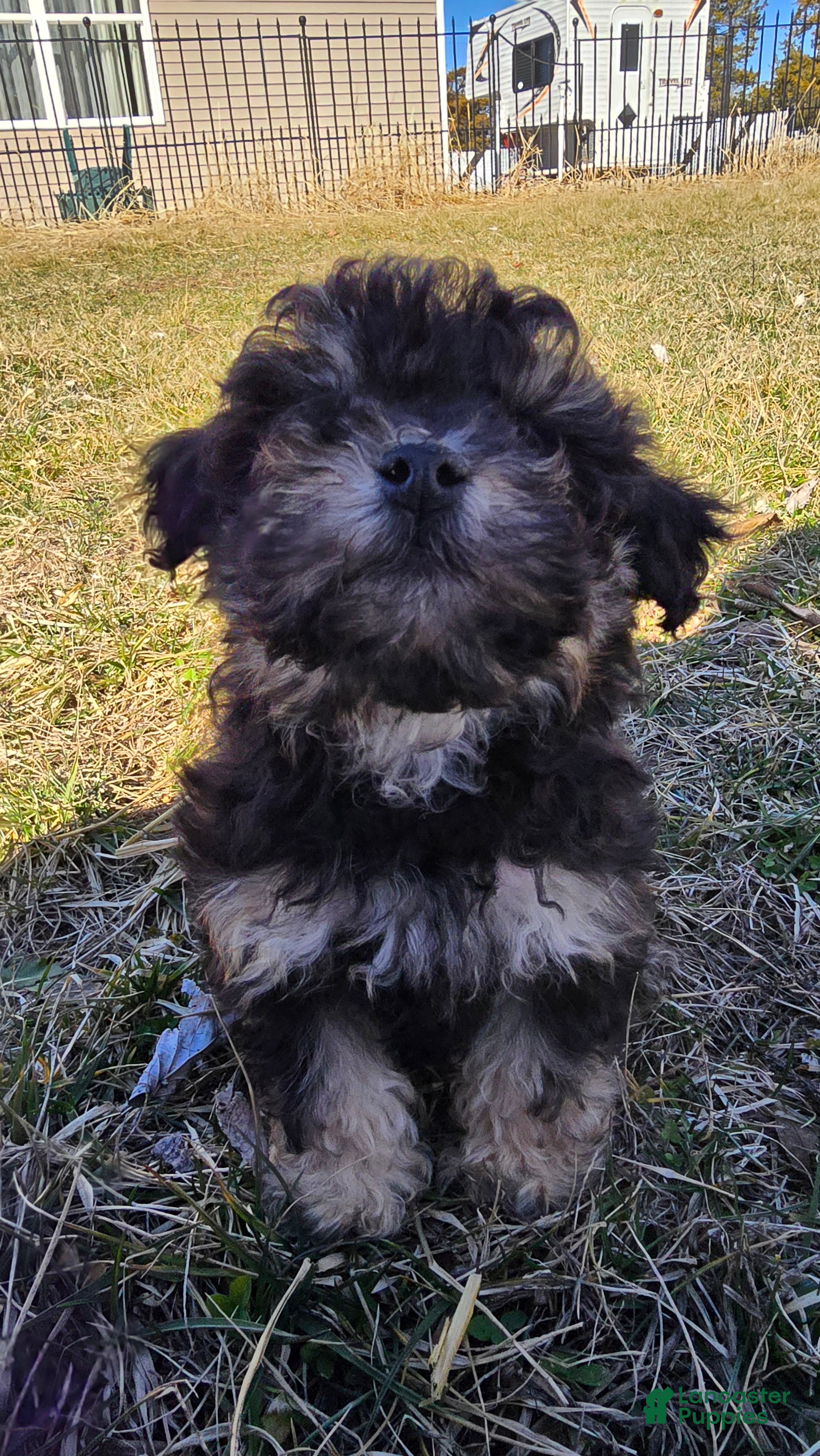 Toy Poodle dogs Blake - Ad 2