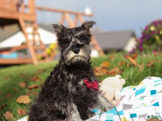 Miniature Schnauzer dogs Mateo - Ad 34