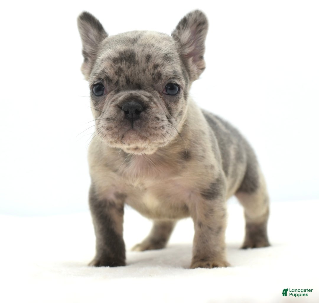 Mixed Breed dogs for sale: Hollywood merle blue  - Ad 21