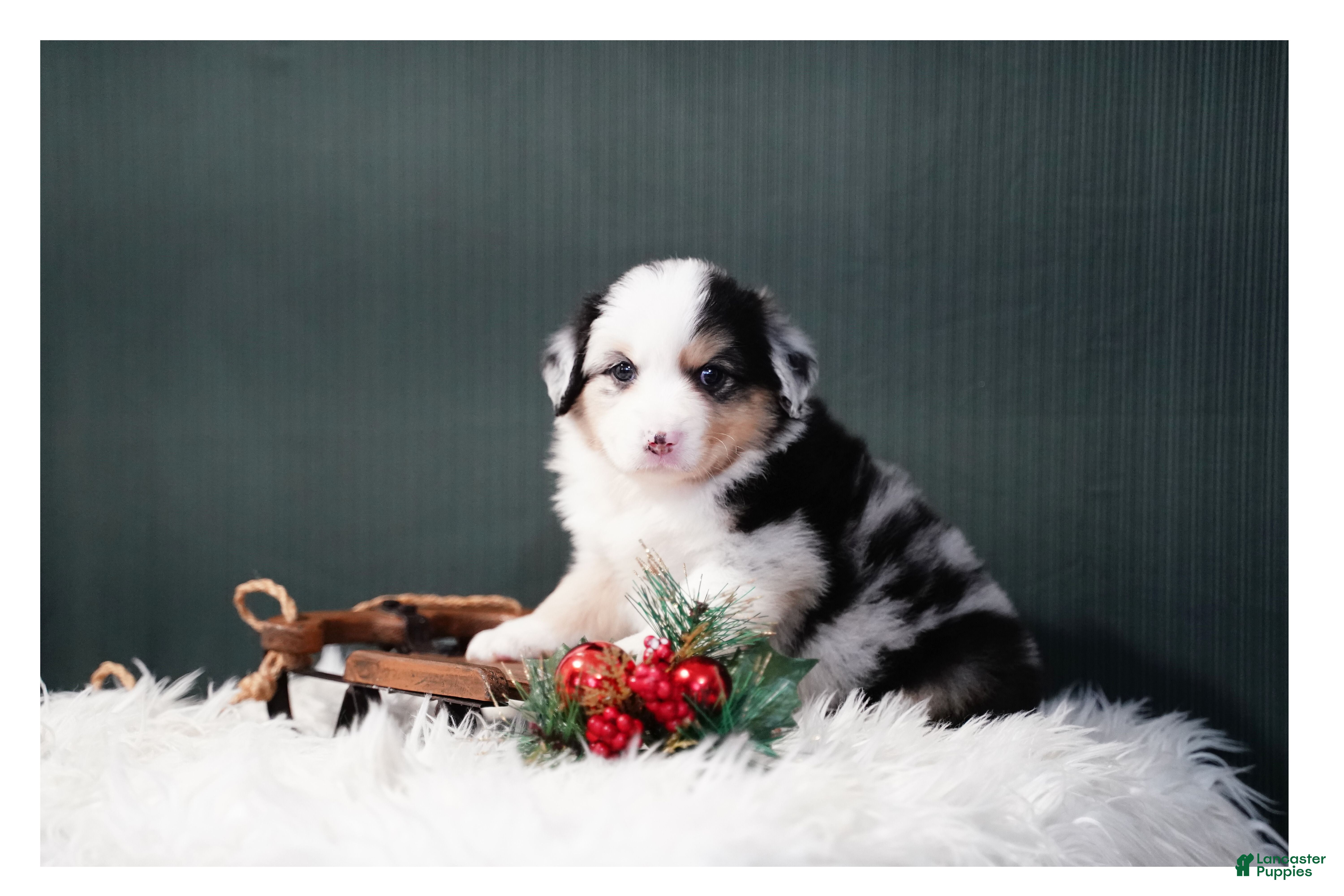 Miniature Australian Shepherd dogs Drew - Ad 9