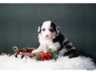 Miniature Australian Shepherd dogs Drew - Ad 11