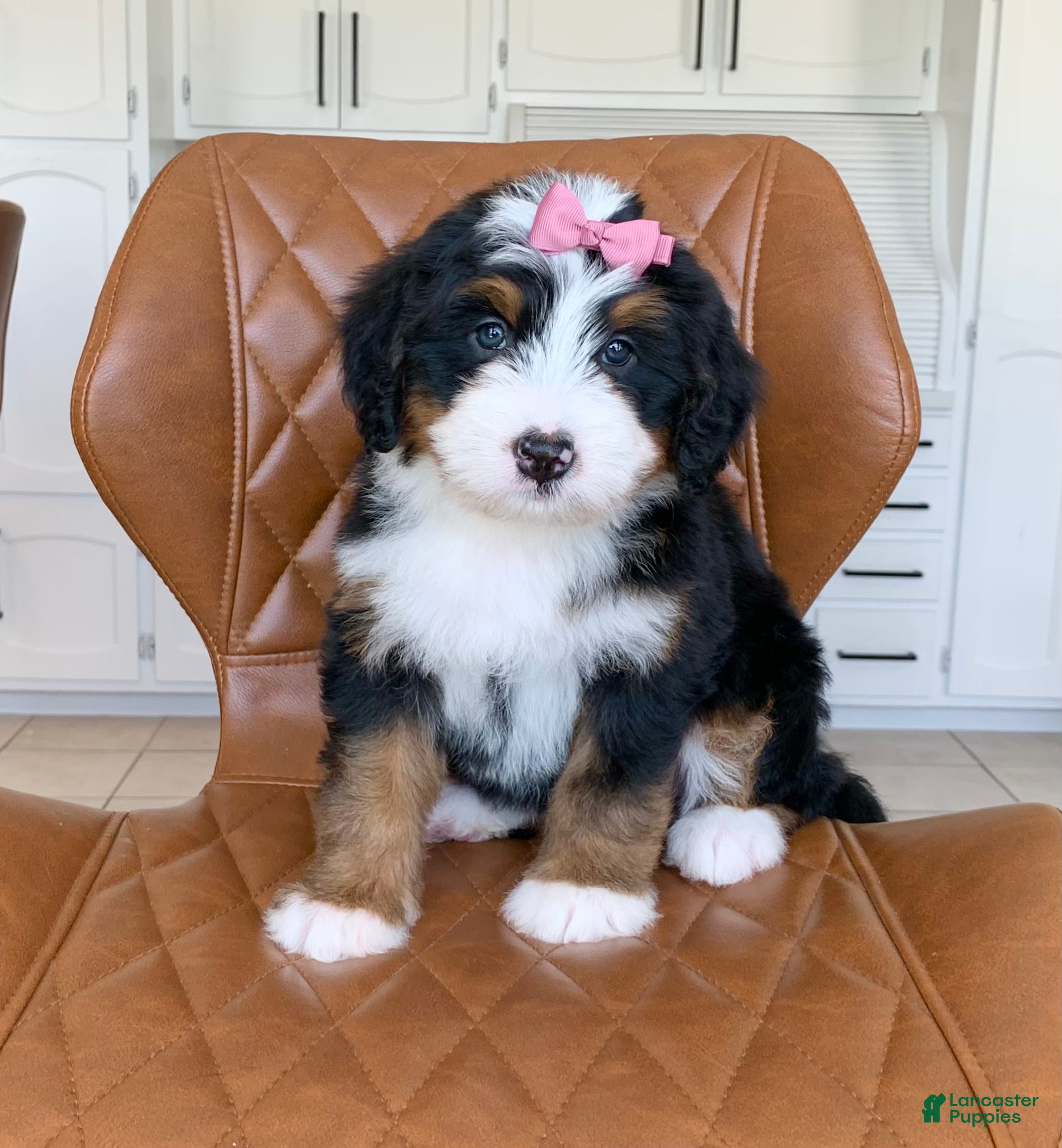 Bernedoodle dogs Chloe - Ad 2