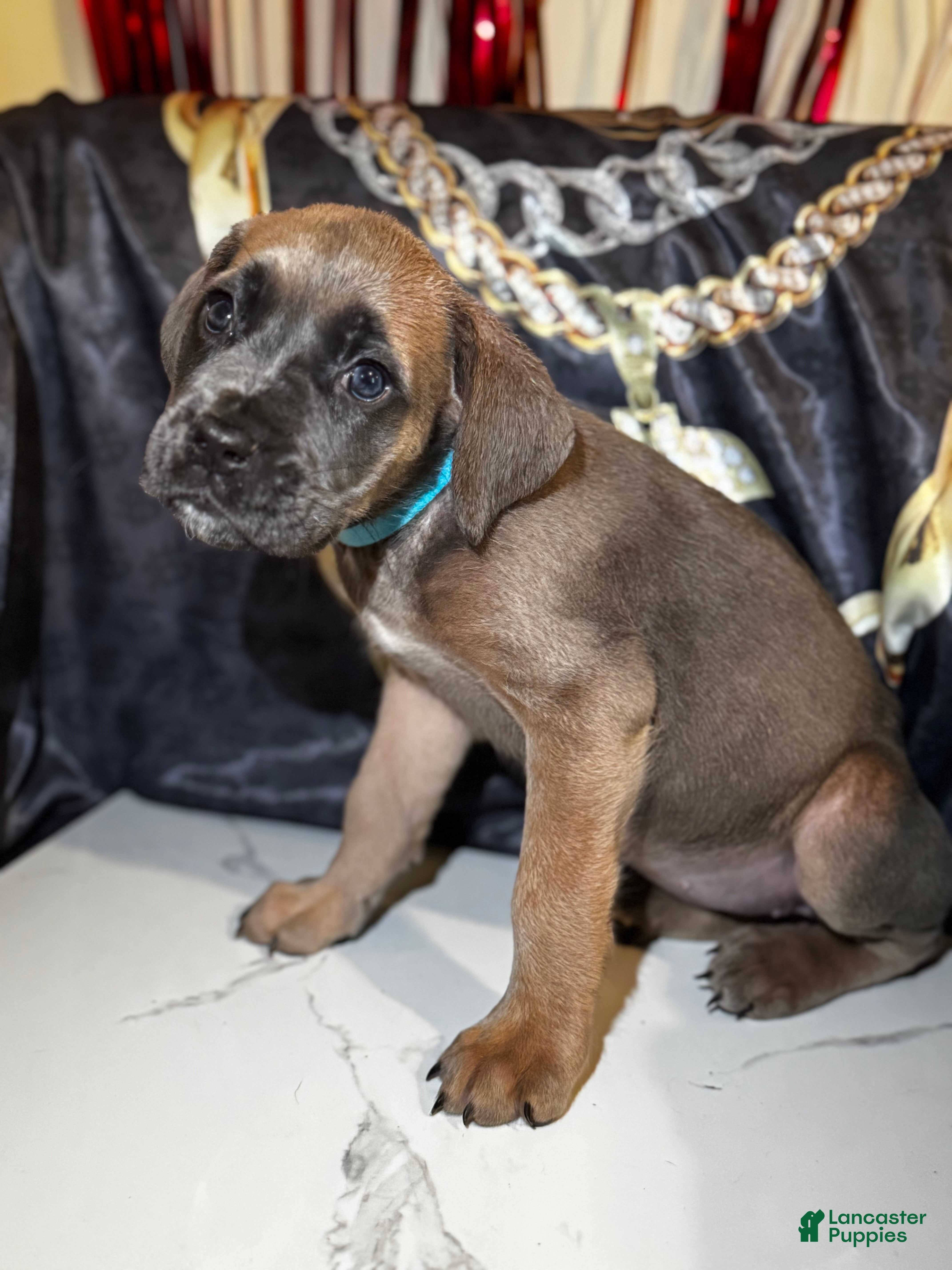 Cane Corso dogs Cleopatra - Ad 14