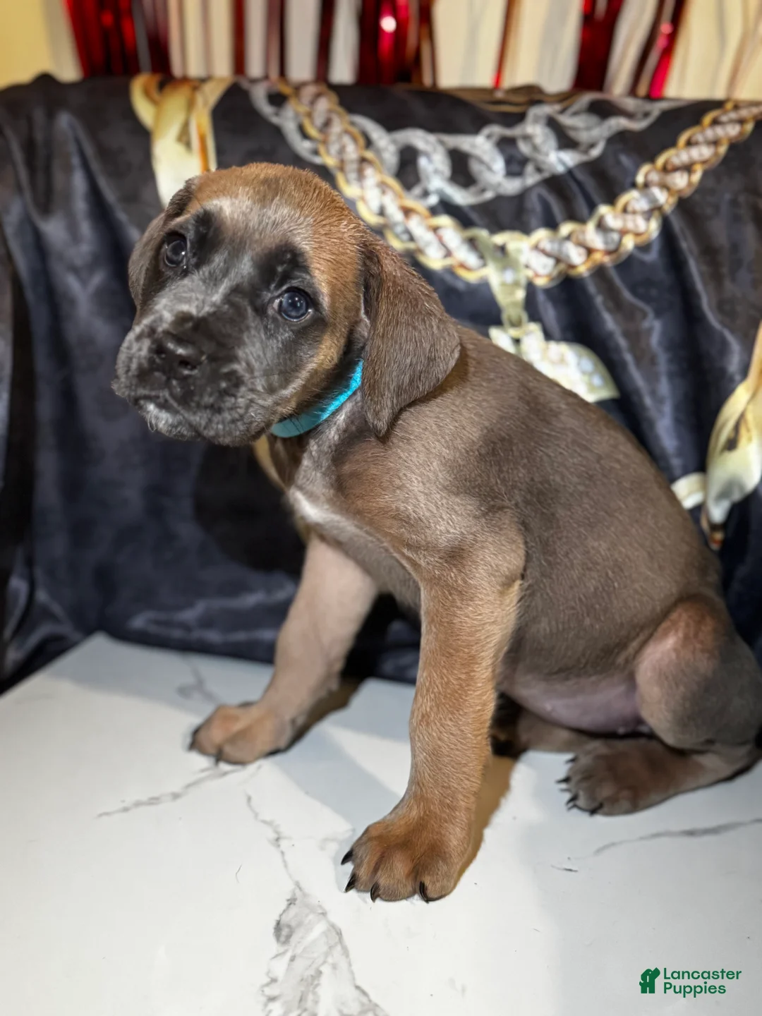 Cane Corso dogs for sale: Cleopatra - Ad 1