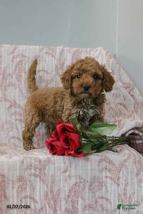 Cockapoo dogs Joey - Ad 5