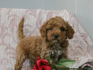 Cockapoo dogs Joey - Ad 5