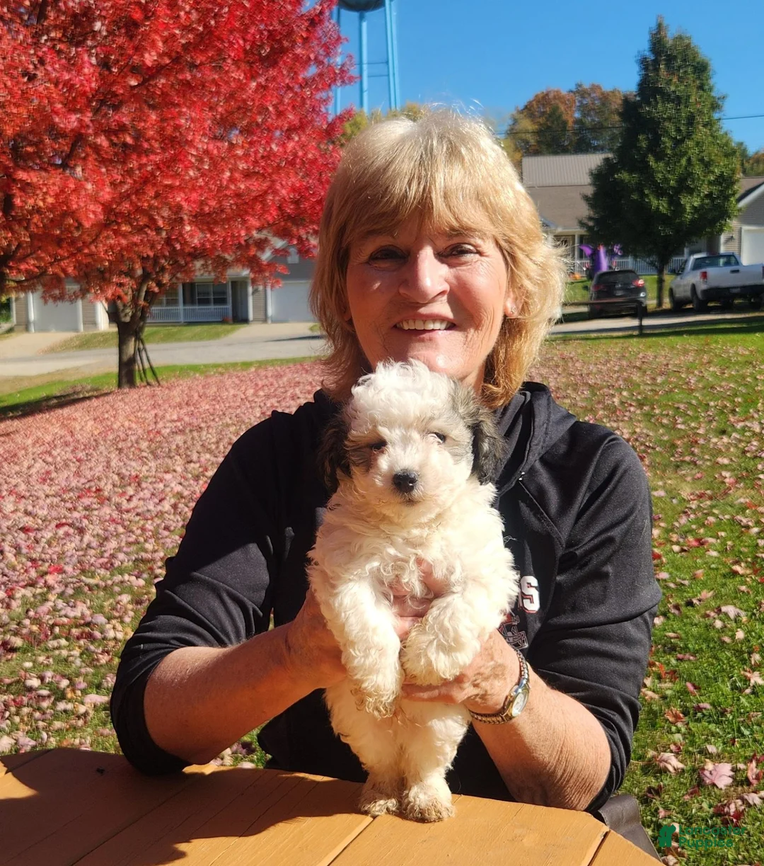 Havanese dogs for sale: Charlie - Ad 1