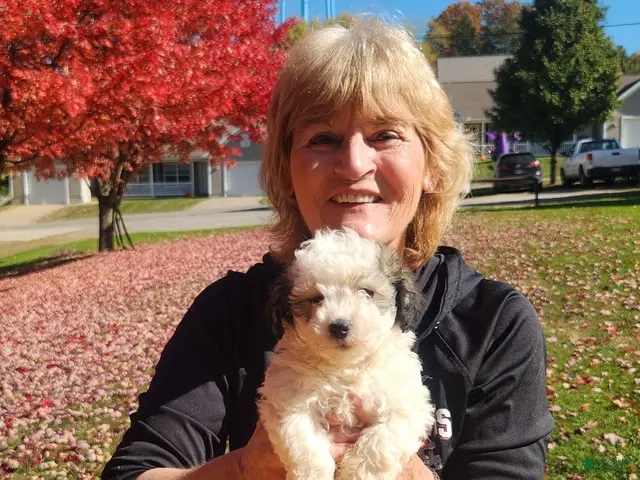 Havanese dogs for sale: Charlie - Ad 1