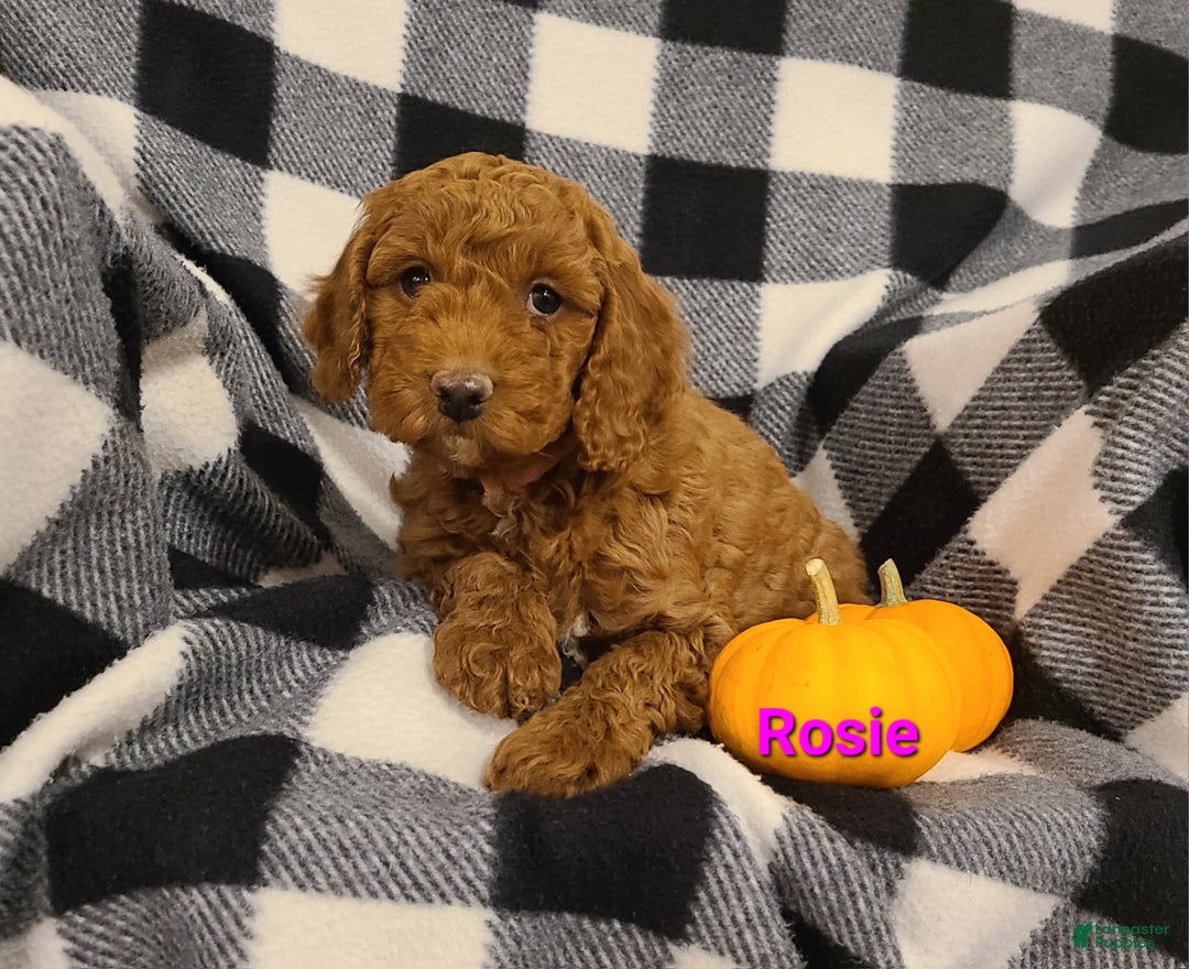 Cockapoo dogs for sale: Remington - Ad 11