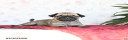 Pug dogs for sale: Twix - Ad 3