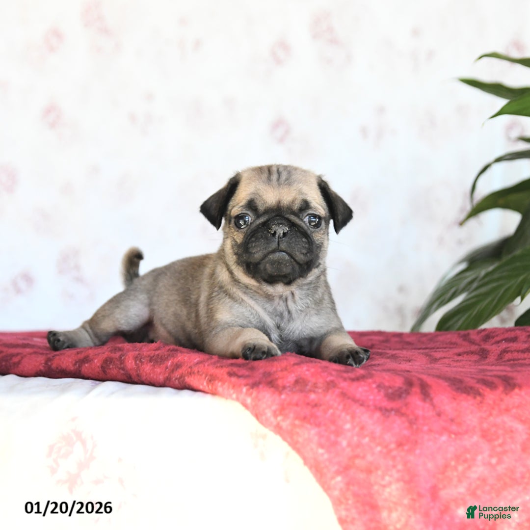 Pug dogs for sale: Twix - Ad 3