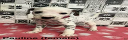Dalmatian dogs for sale: Pauline - Ad 2