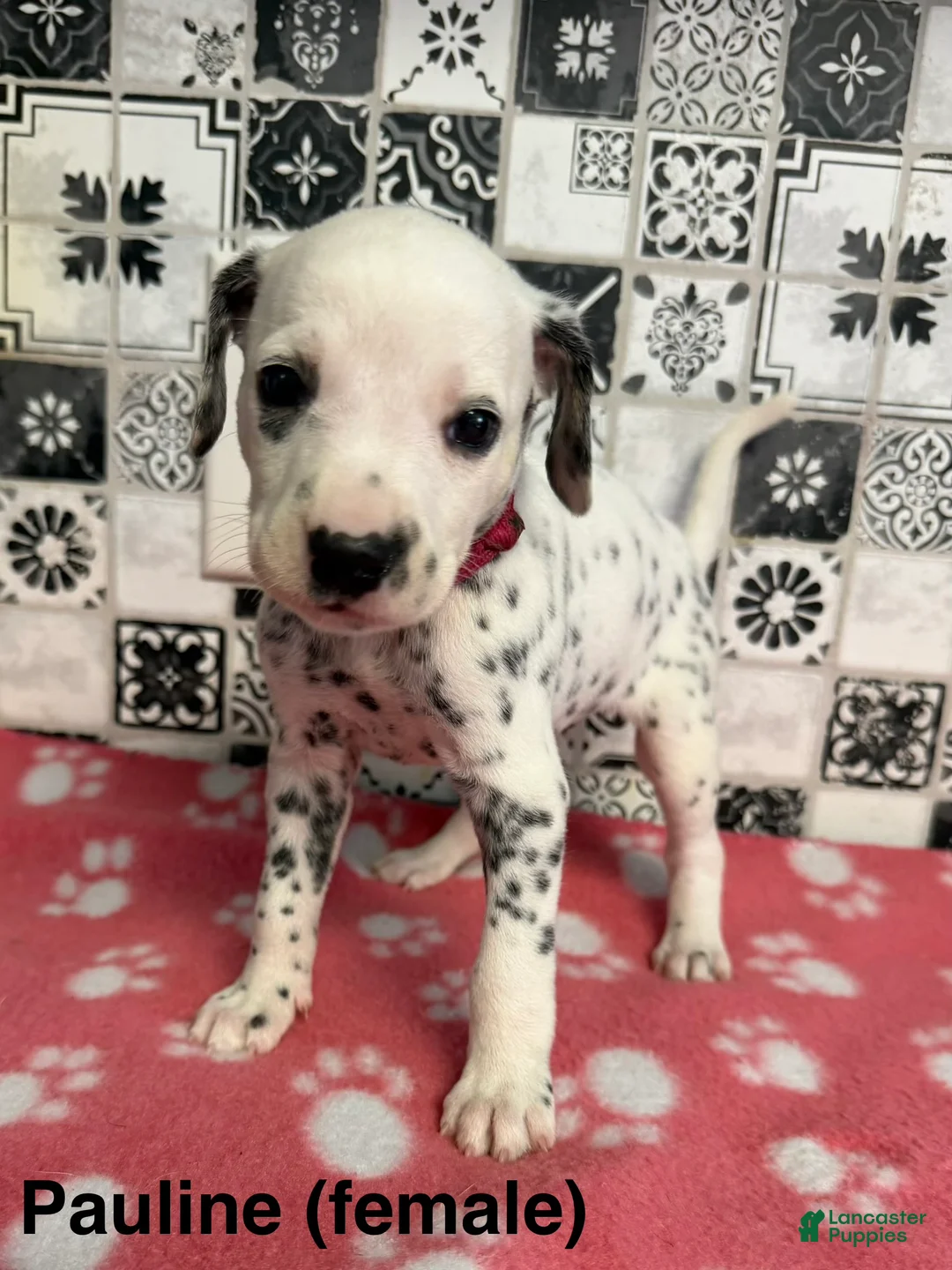 Dalmatian dogs for sale: Pauline - Ad 2