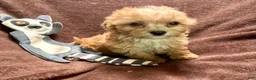 Cavapoo dogs for sale: Ruby - Ad 3