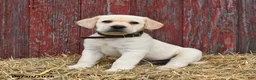 Labrador Retriever dogs for sale: Buddy - Ad 3