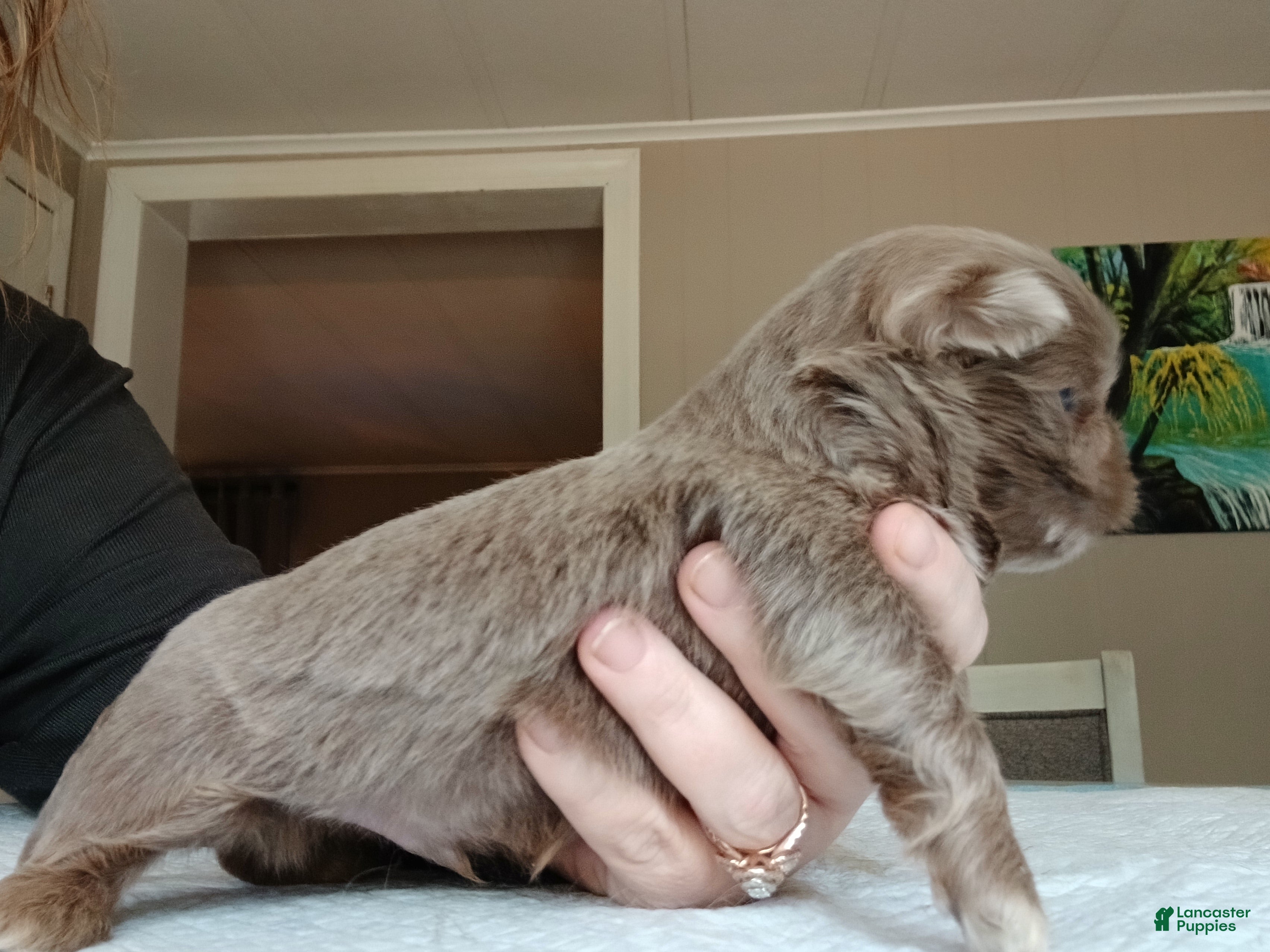 Shih Tzu dogs Shih Tzu Puppy 1 - Ad 2