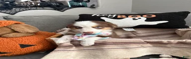 Bella