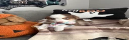 Australian Shepherd dogs for sale: Bella - Ad 1