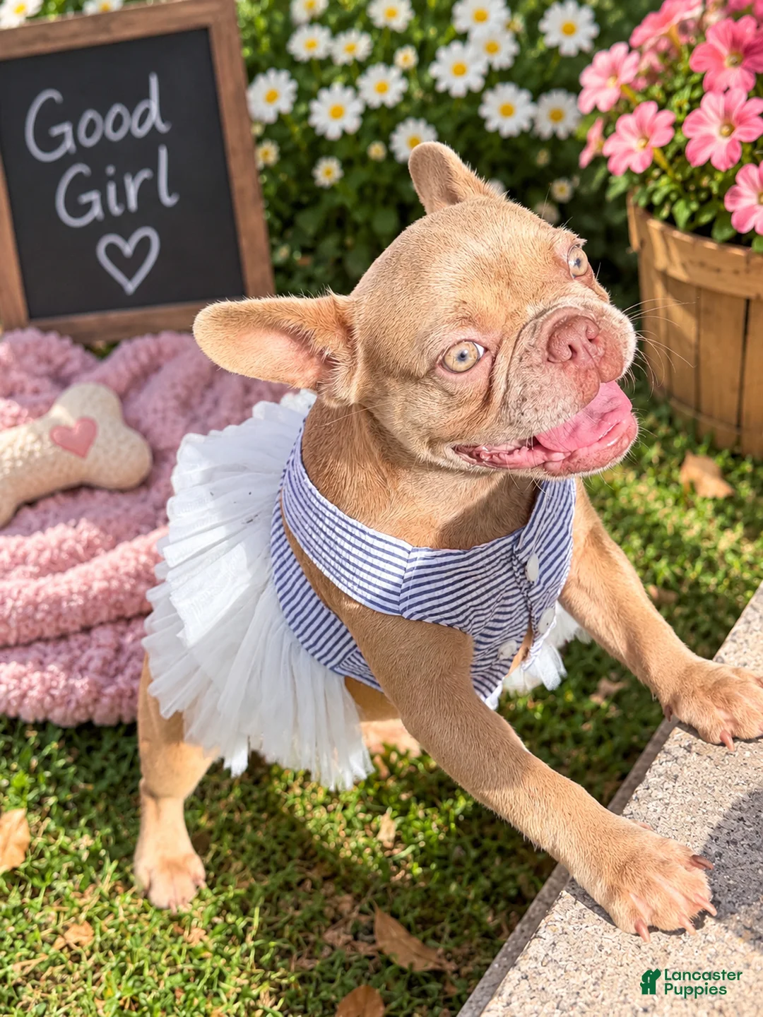 French Bulldog dogs for sale: Goldilocks - Ad 2